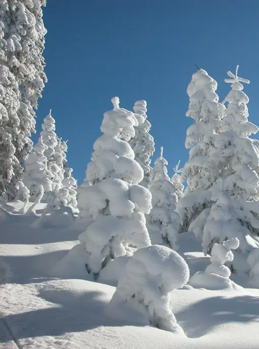 Bild 3 Neuschnee Oberhalb Von Flirsch Am Arlberg.Jpg 2400X0 Q85 Subsampling 2
