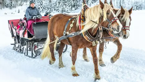 Tur i hestevogn i snelandskabet Flachau