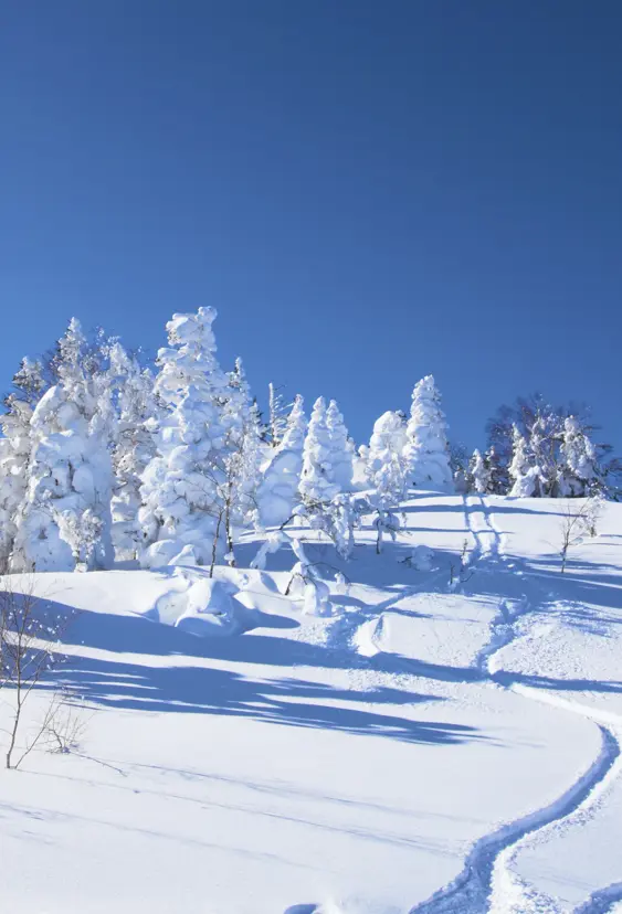 Skiferie til Canada med Danexplore